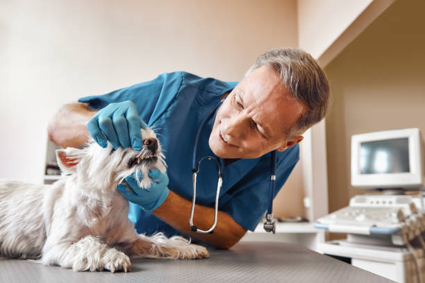 Best Emergency Dental Services for Seniors in Kent, OH